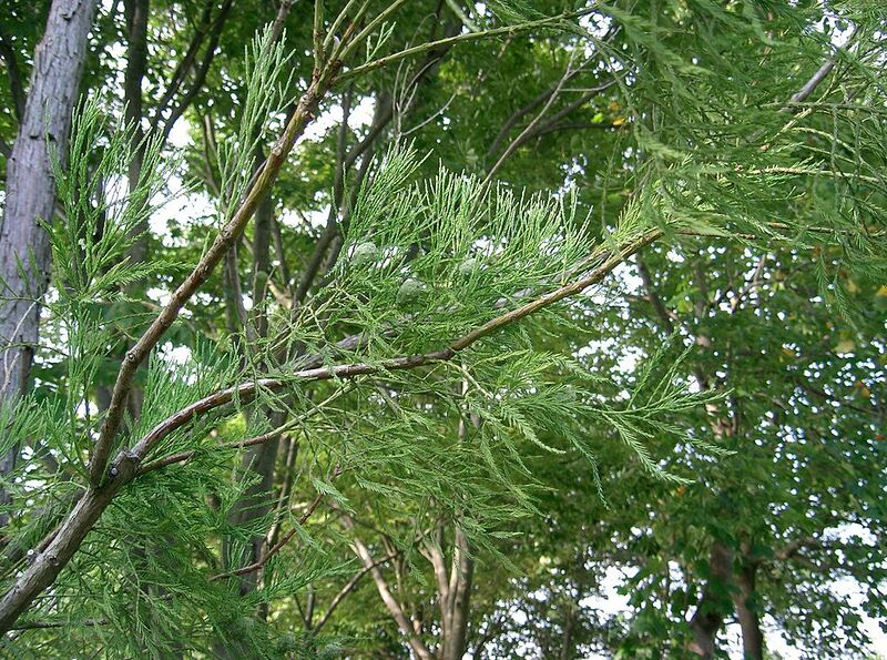 File:1024px-Glyptostrobus pensilis3.jpg