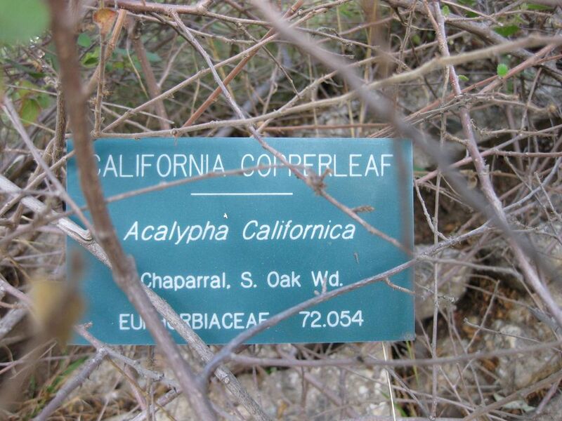 File:1024px-IMG 2716 ucla09.jpg