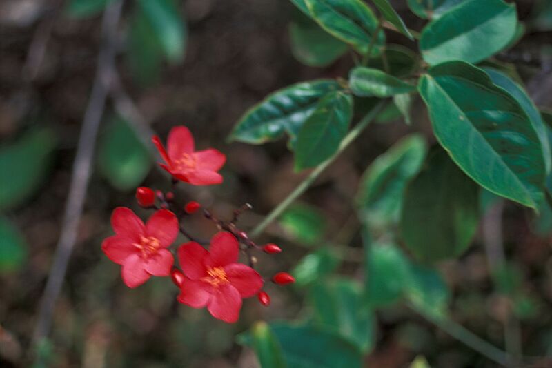 File:1024px-Starr 980529-4190 Jatropha integerrima.jpg