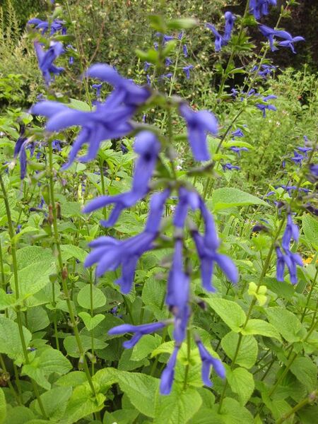 File:576px-IMG 6902 hunt09jun.jpg