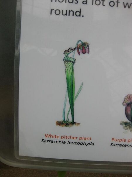 File:576px-IMG 7610 hunt09jun.jpg