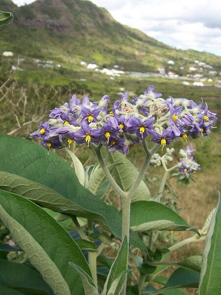 File:576px-Solanum mauritianum.jpg