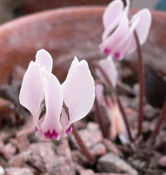 File:728px-Cyclamen cyprium.jpg
