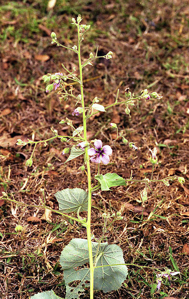 File:Abutilon longicuspe.jpg