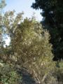 Acacia craspedocarpa (broad-leaved mulga)