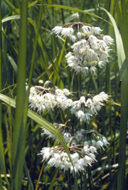 Allium cernuum