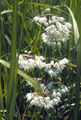 Thumbnail for version as of 12:46, 28 April 2007