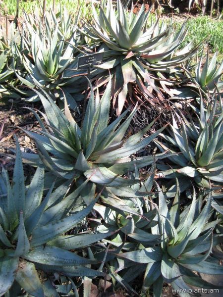 File:Aloe framesii-IMG 0341 hunt07.jpg
