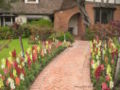 Antirrhinum - Snapdragons