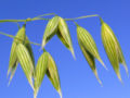Thumbnail for version as of 07:00, 14 July 2007