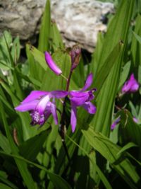 Bletilla striata