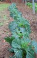 A row of Blue Max collards)
