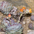 Thumbnail for version as of 20:34, 3 January 2009