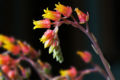 Thumbnail for version as of 20:35, 3 January 2009