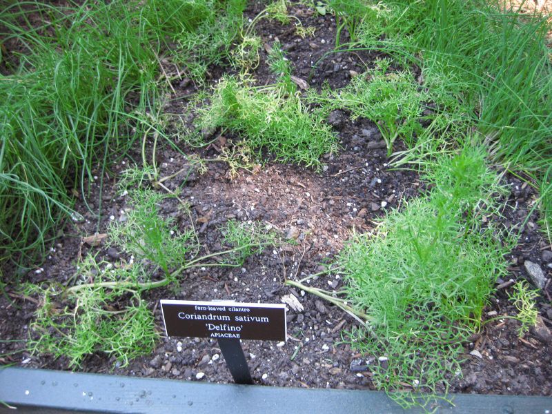 File:IMG 0371 nybg09.jpg