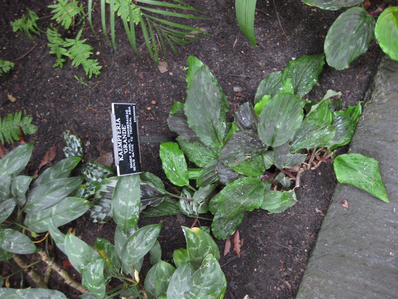 File:IMG 1057 bbg09.jpg
