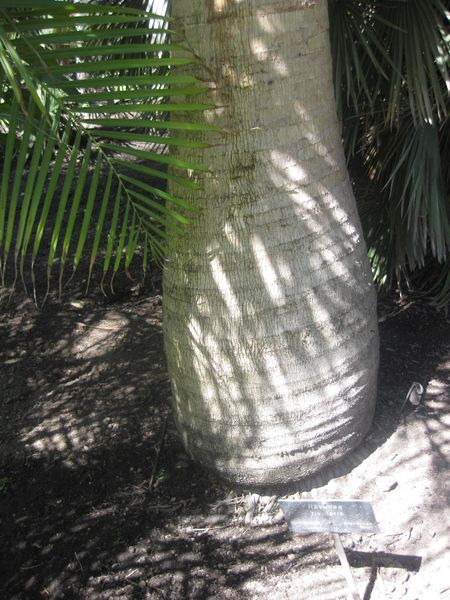 File:IMG 2088 hunt0903.jpg