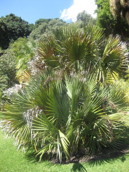 File:IMG 2114 hunt0903.jpg