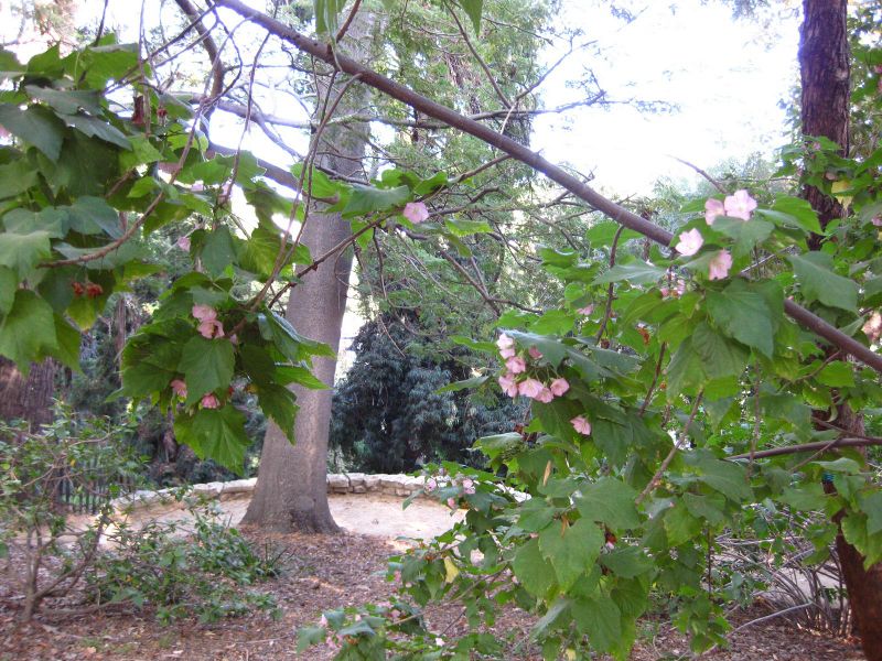 File:IMG 2628 ucla09.jpg