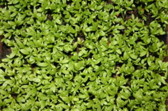 Young plants