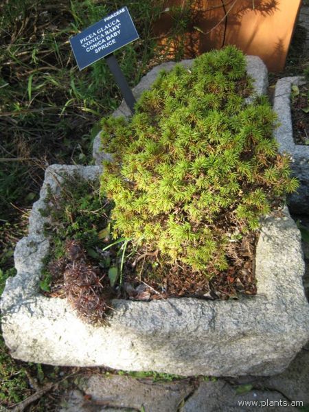 File:Picea glauca-conica baby-spruce-IMG 7528 sfbg0308.jpg