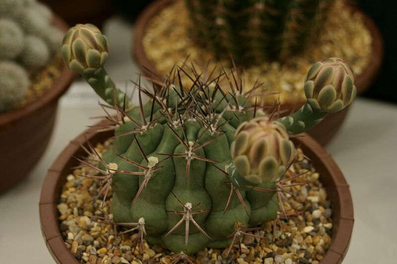 File:1024px-Gymnocalycium schickendantzii.jpg