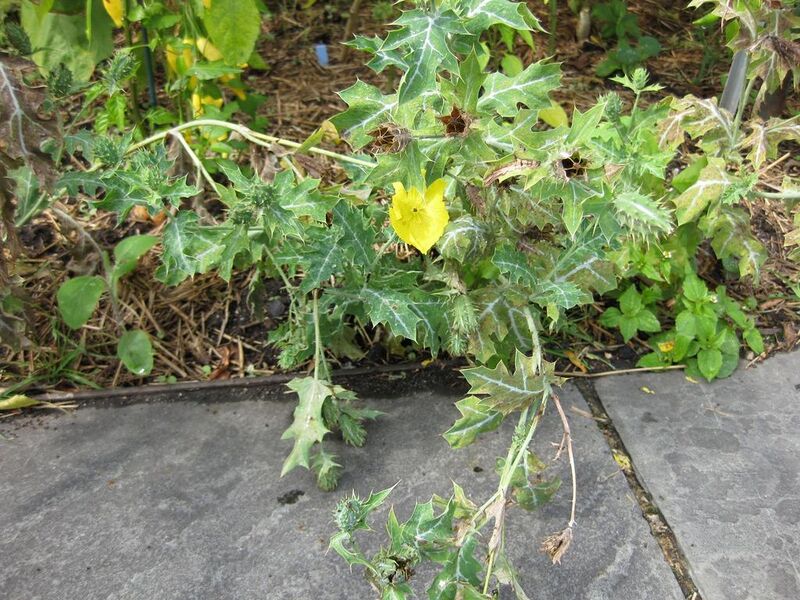 File:1024px-IMG 0790 bbg09.jpg
