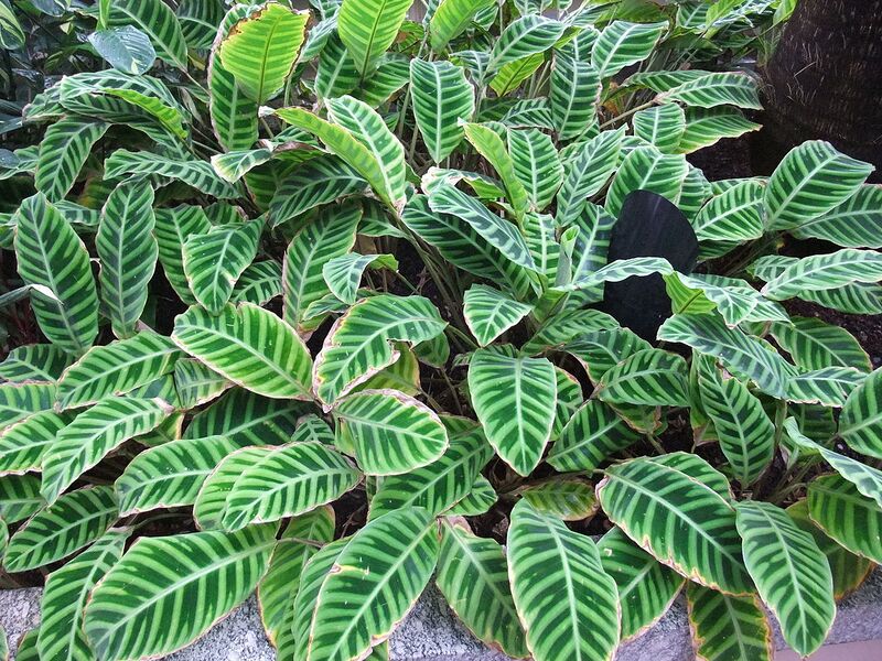 File:1280px-CalatheaZebrina.jpg