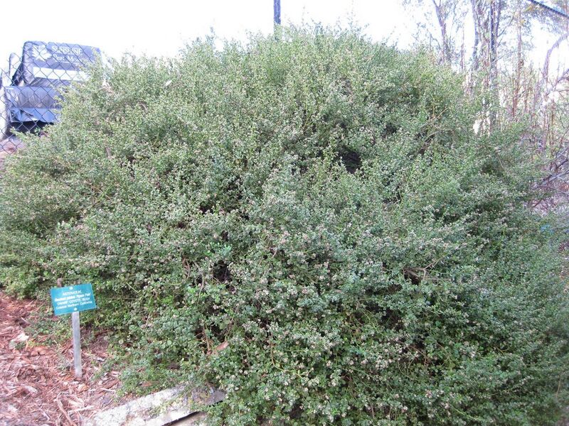 File:1280px-IMG 2721 ucla09.jpg