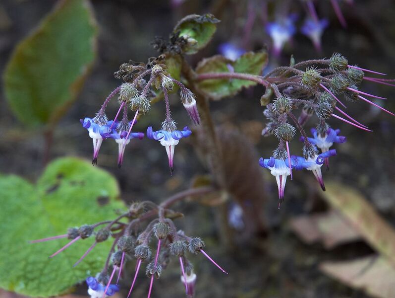 File:1280px-Trachystemon orientalis B.jpg