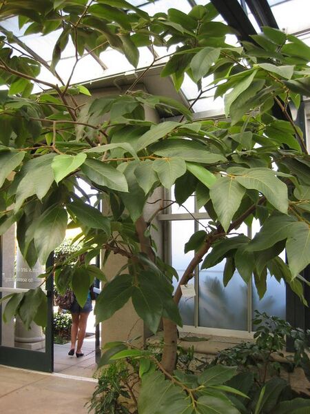 File:576px-IMG 1785 hunt09oct.jpg