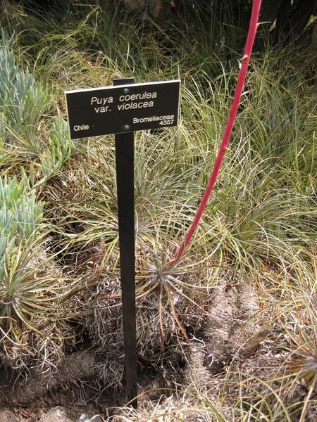 File:576px-IMG 7385 hunt09jun.jpg