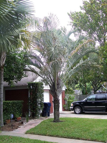 File:768px-Trianglepalm.JPG