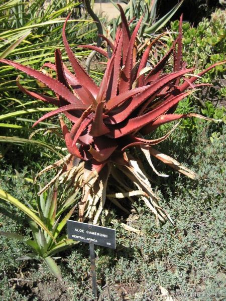 File:Aloe cameronii-IMG 0279 hunt07.jpg