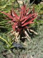 Aloe cameronii