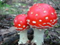 Thumbnail for version as of 06:59, 7 May 2007