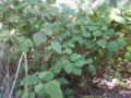 Bartlettina sordida