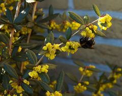 Wintergreen barberry