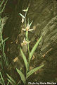 Thumbnail for version as of 13:28, 5 July 2007
