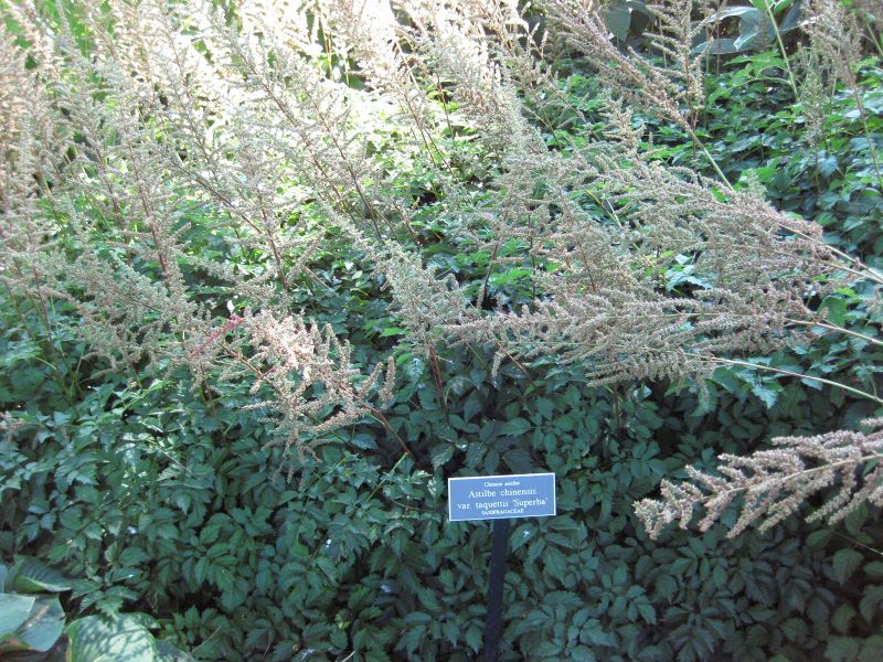 File:IMG 0215 nybg09.jpg