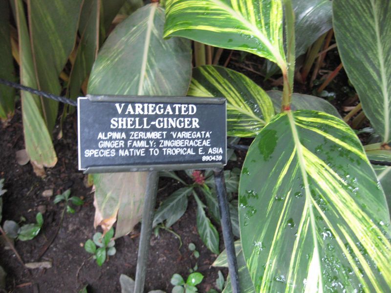 File:IMG 1171 bbg09.jpg