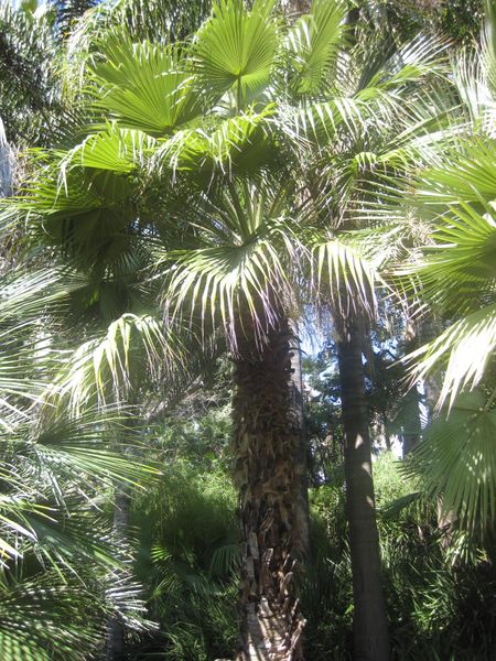 File:IMG 2071 hunt0903.jpg