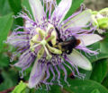 Maypop pollination
