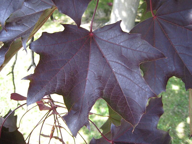 File:1024px-Acer Platanoides 'schwedleri' leaf.jpg