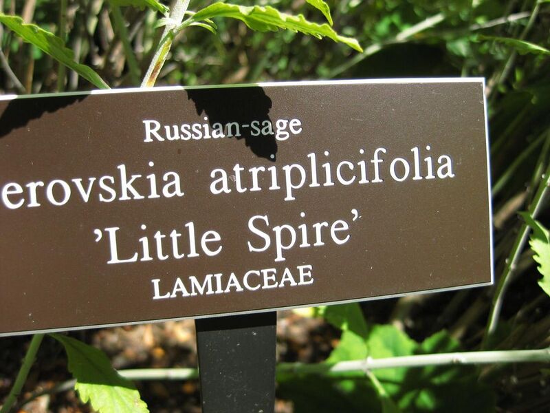 File:1024px-IMG 0045 nybg09.jpg