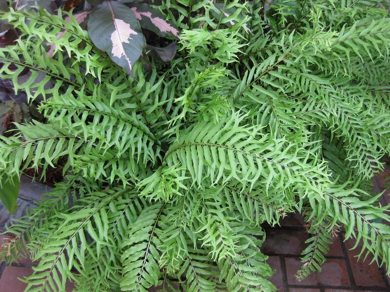 File:1024px-IMG 0893 bbg09.jpg
