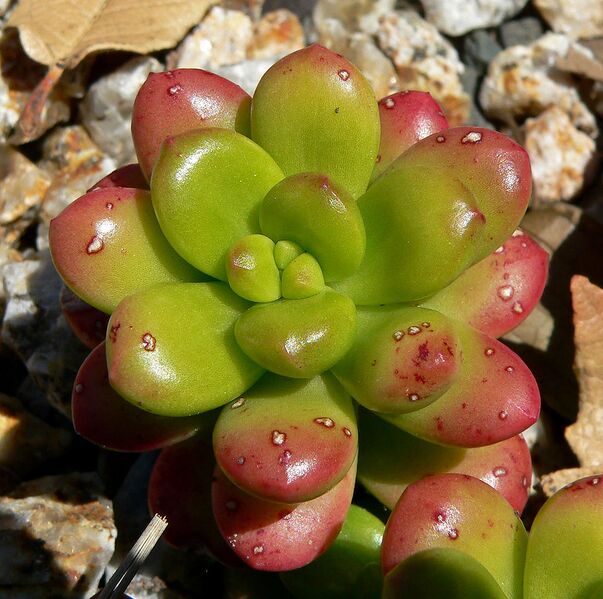 File:1030px-Sedum lucidum 2.jpg