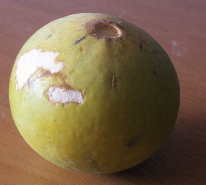 File:1139px-Strychnos spinosa fruit.jpg