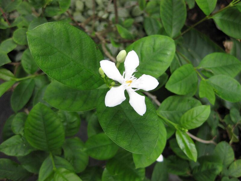 File:1280px-IMG 1194 bbg09.jpg