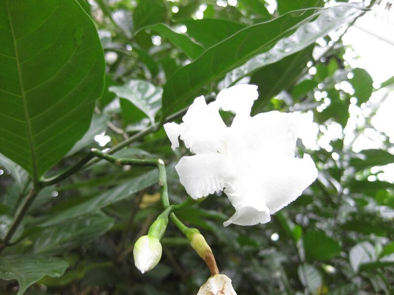 File:1280px-IMG 1207 bbg09.jpg